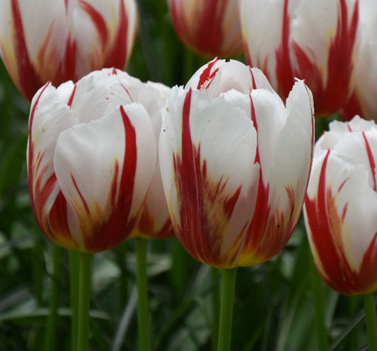Tulip Happy Generation