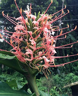 Hedychium Himalayan Lipstick