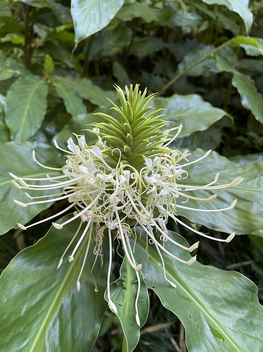 Hedychium thyrsiforme