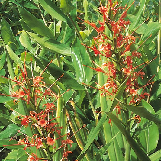 Hedychium aurantiacum