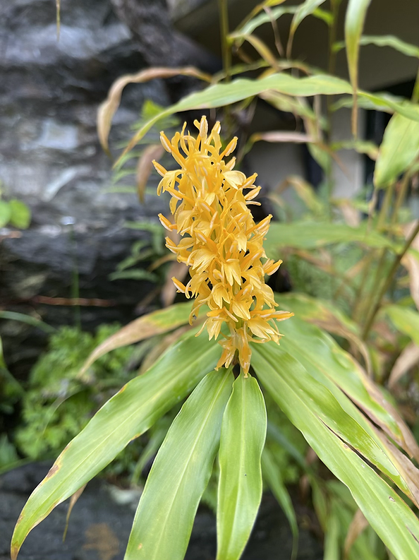 Hedychium densiflorum