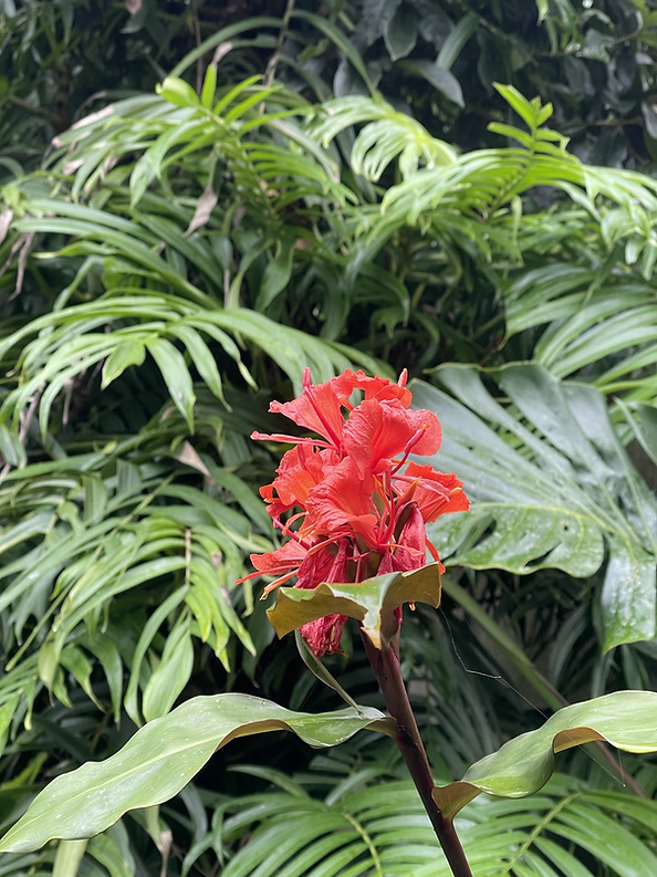 Hedychium greenii