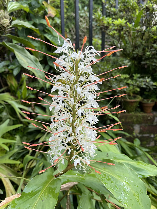 Hedychium griffithianum