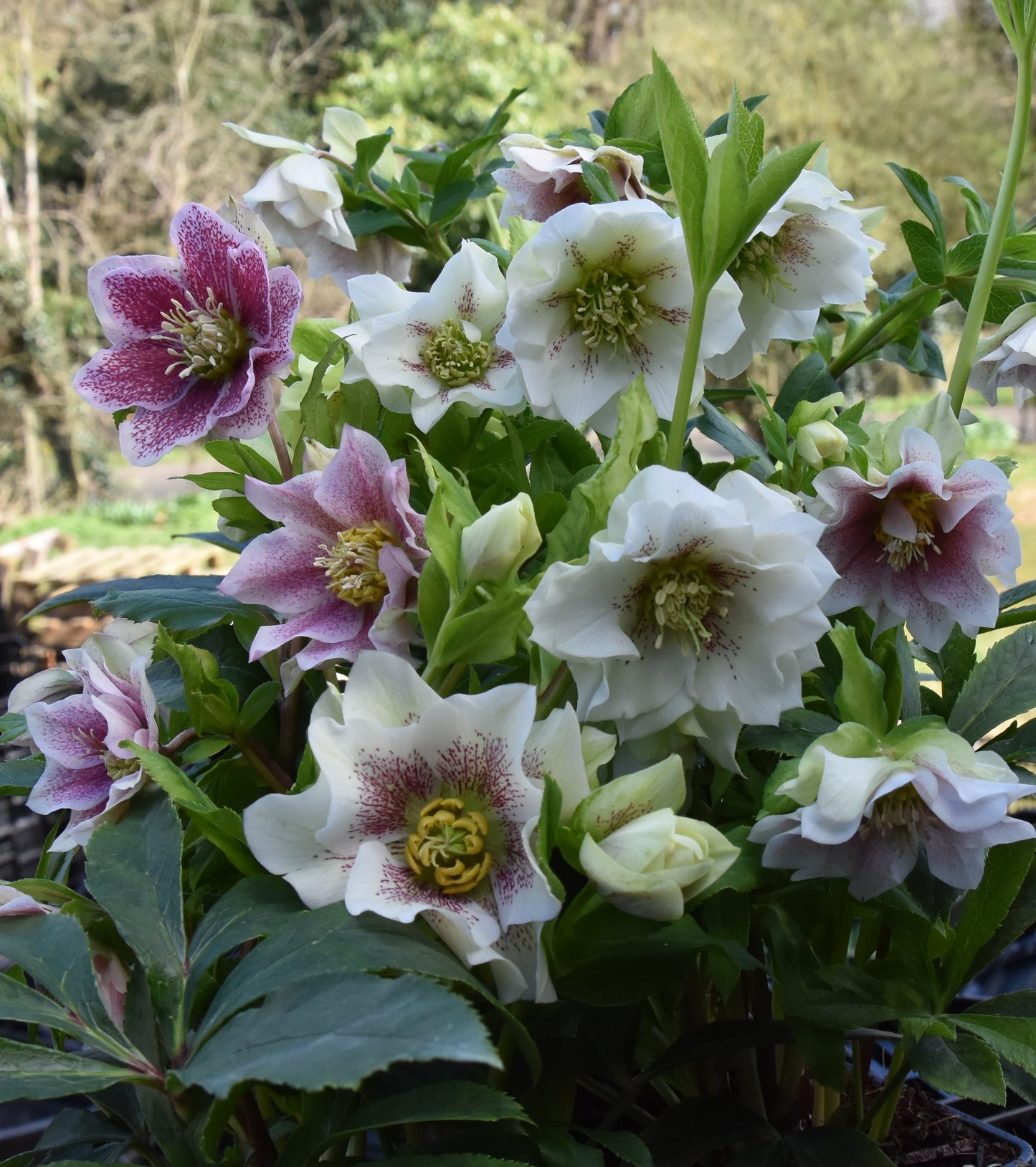 Helleborus orientalis mixture 5 pots!! - Finished flowering this Spring!