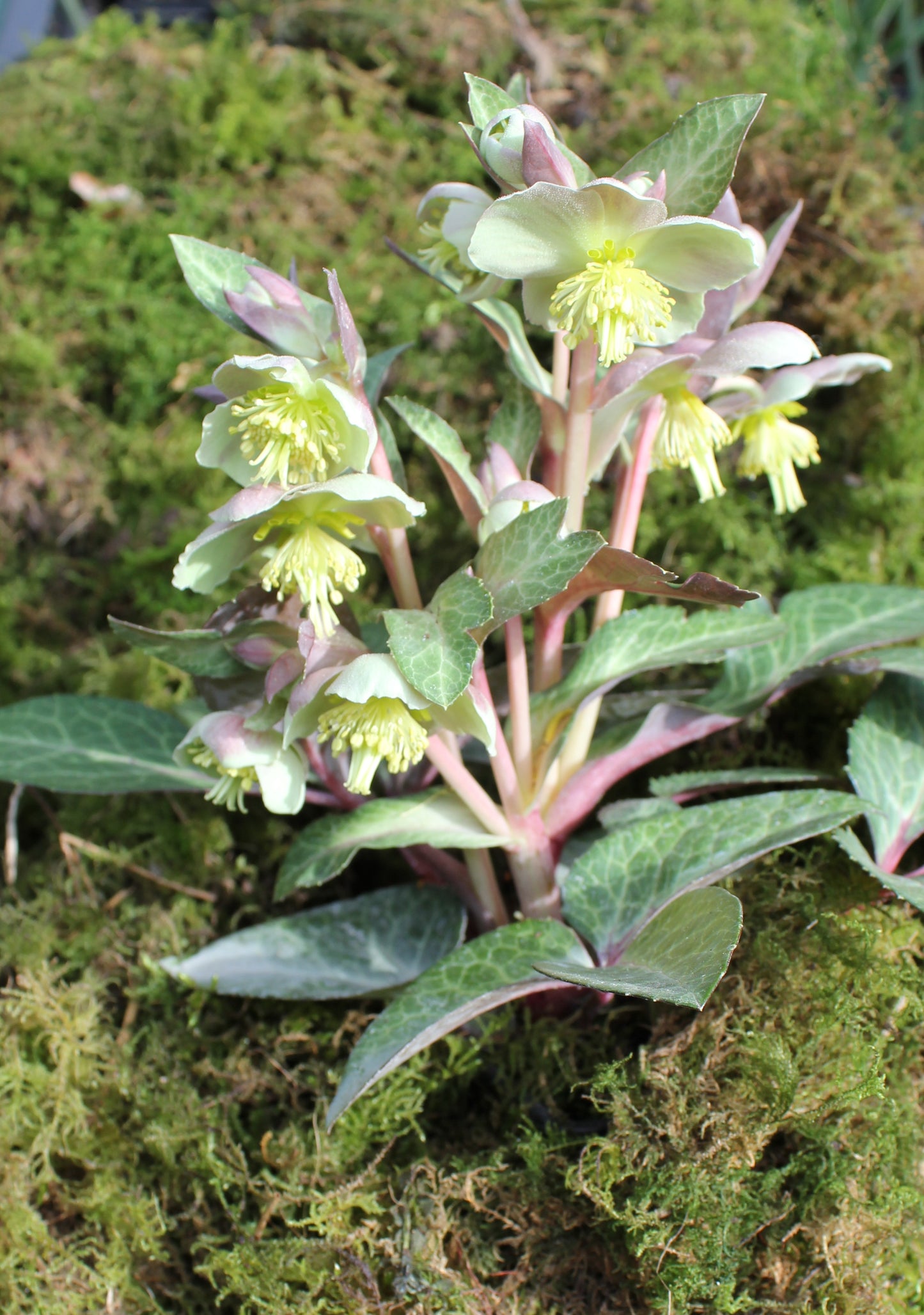 Helleborus orientalis mixture 5 pots!! - Finished flowering this Spring!