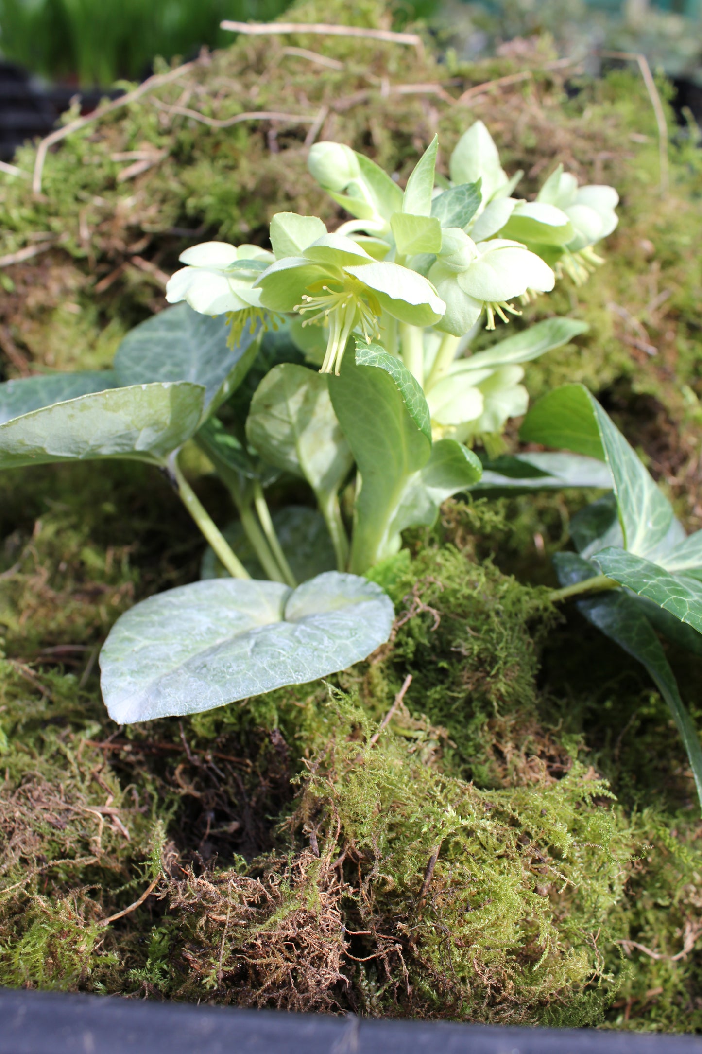 Helleborus lividus mixture x 5pots - Finished flowering this Spring!