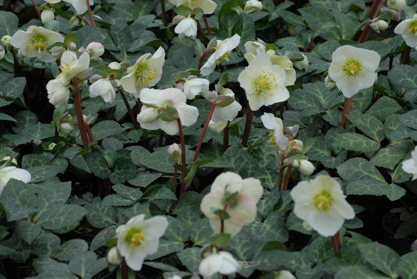 Helleborus orientalis mixture 5 pots!! - Finished flowering this Spring!