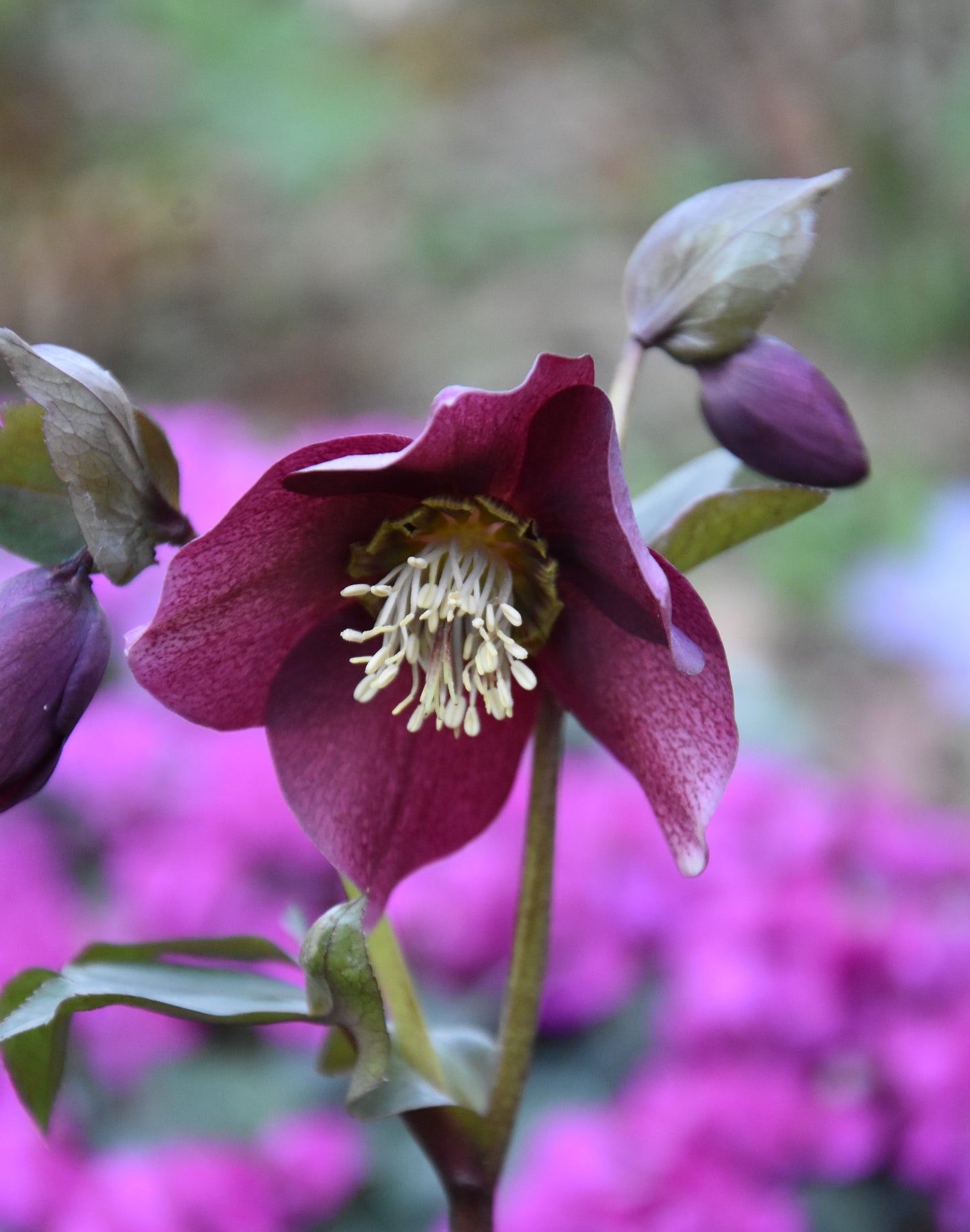 Helleborus orientalis mixture 5 pots!! - Finished flowering this Spring!