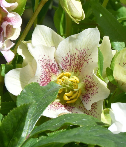 Helleborus orientalis mixture 5 pots!! - Finished flowering this Spring!