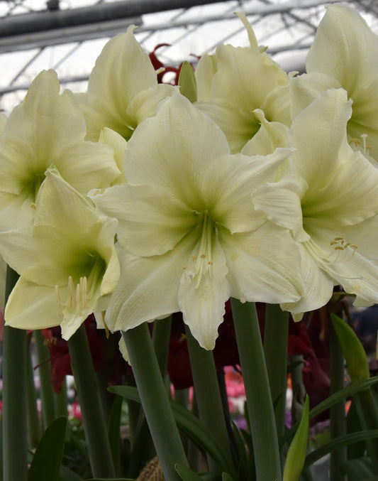 Hippeastrum Luna XL 42/44