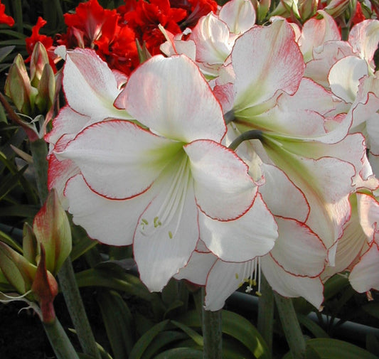 Hippeastrum Picotee