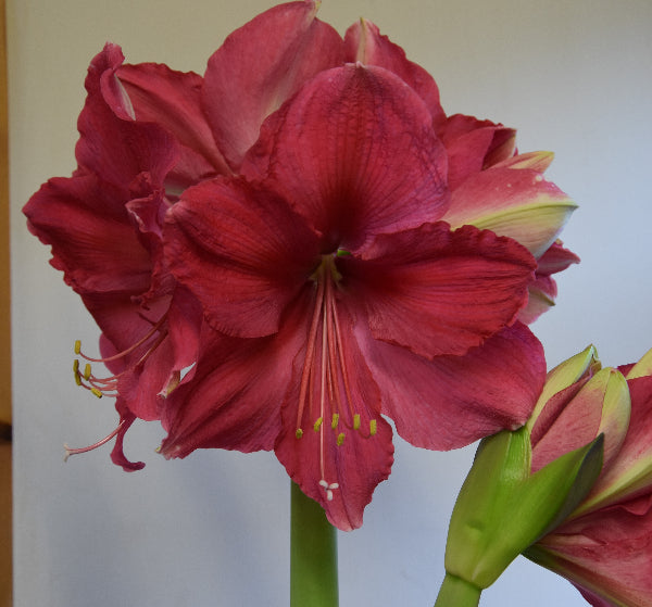 Hippeastrum Pink Surprise 42/44