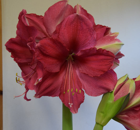 Hippeastrum Pink Surprise 42/44