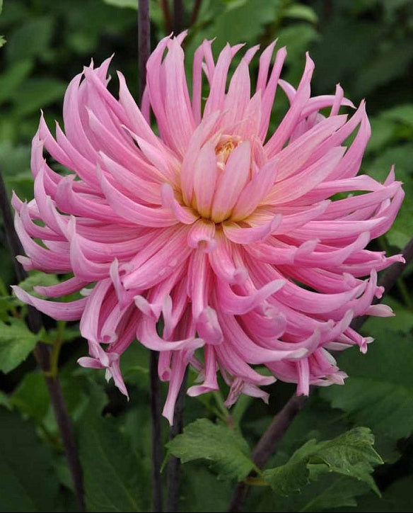 Dahlia Hollyhill Cotton Candy.