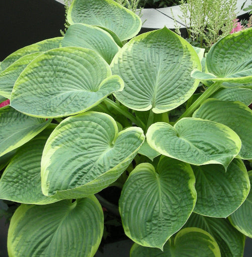 Hosta 'His Honour'