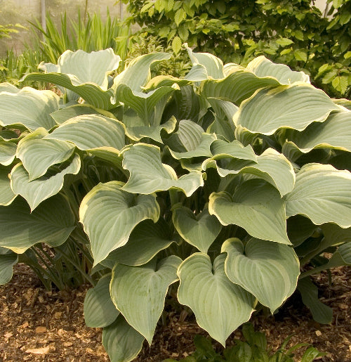 Hosta 'Regal Splendour'
