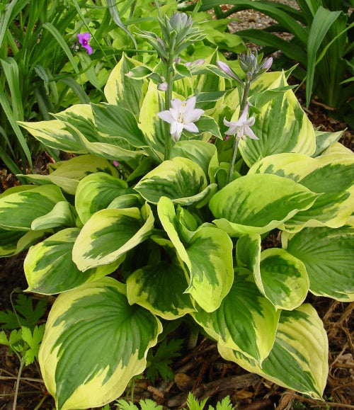 Hosta 'Twilight'
