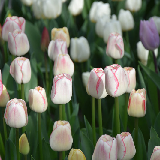 Tulip Hugs and Kisses