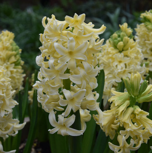 Hyacinth 'City Of Haarlem' AGM