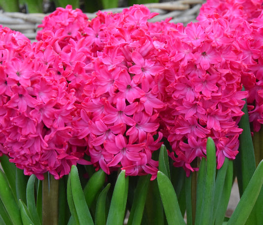 Hyacinth 'Jan Bos' AGM