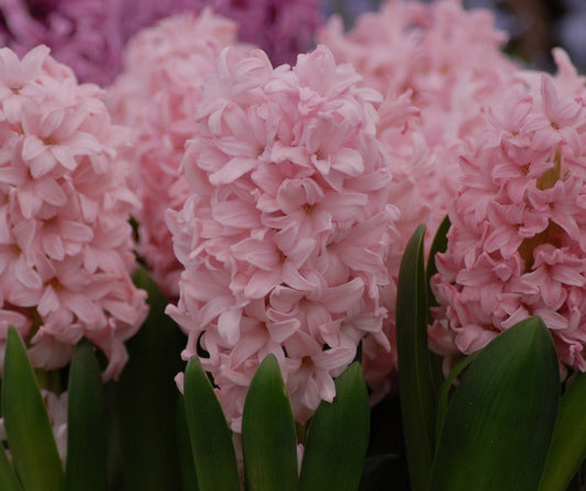 Hyacinth 'Pink Elephant'