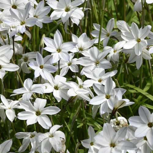 Ipheion uniflorum 'Alberto Castillo'