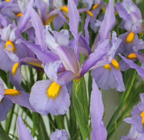 Iris Pink Panther