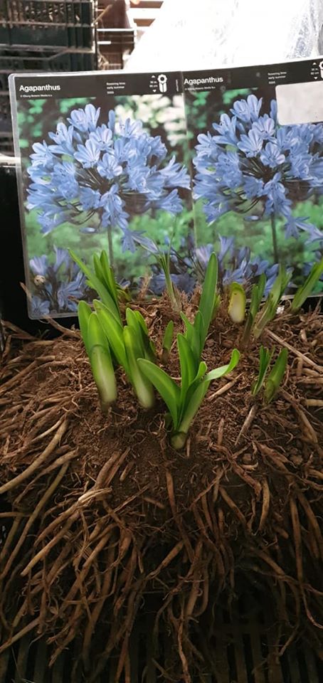 INTERMEDIA BLUE