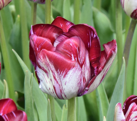 Tulip Innerwheel