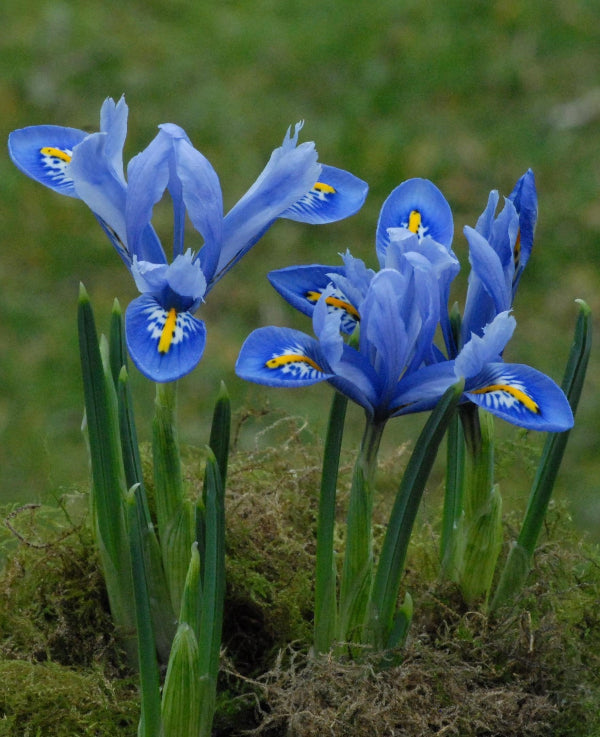 Iris reticulata 'Alida'