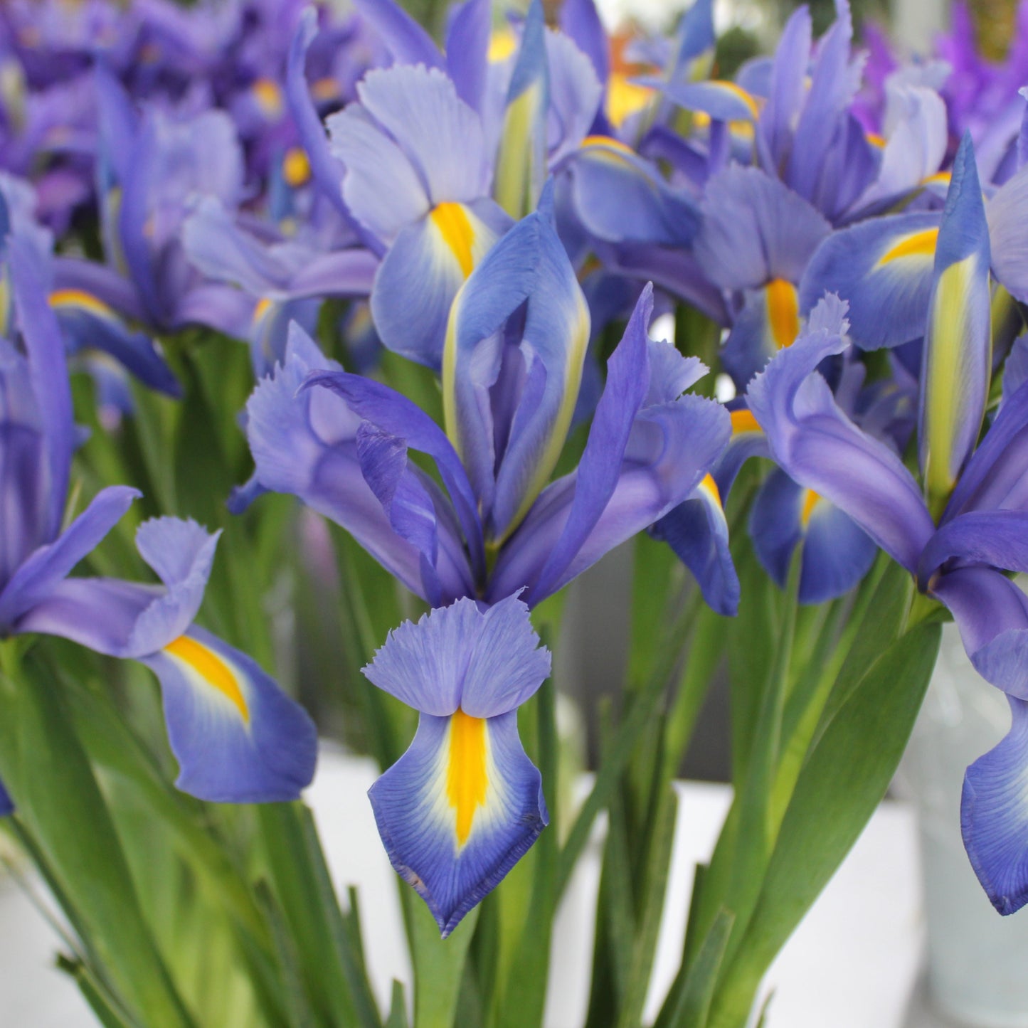Iris Sapphire Beauty