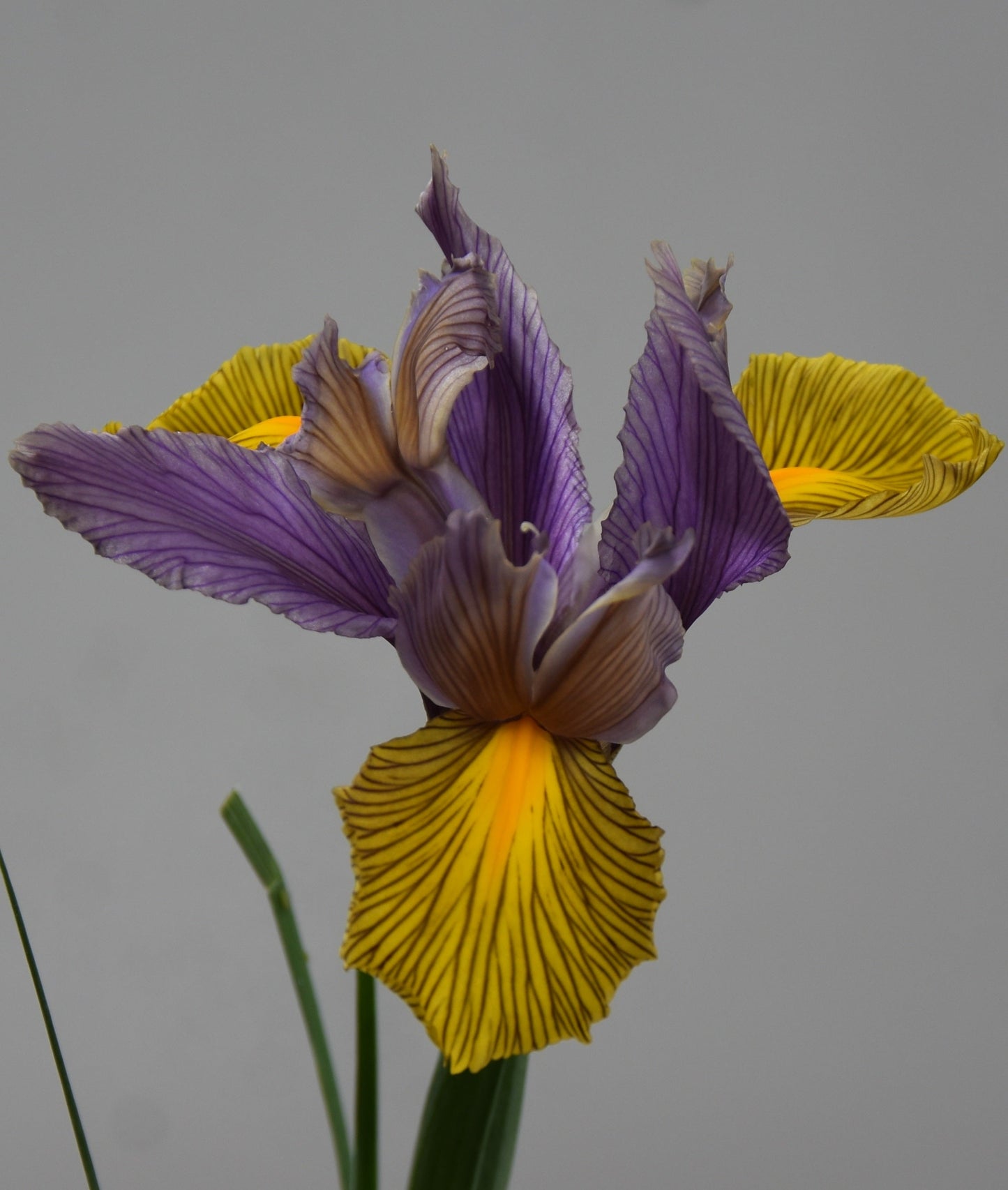 Iris Picasso
