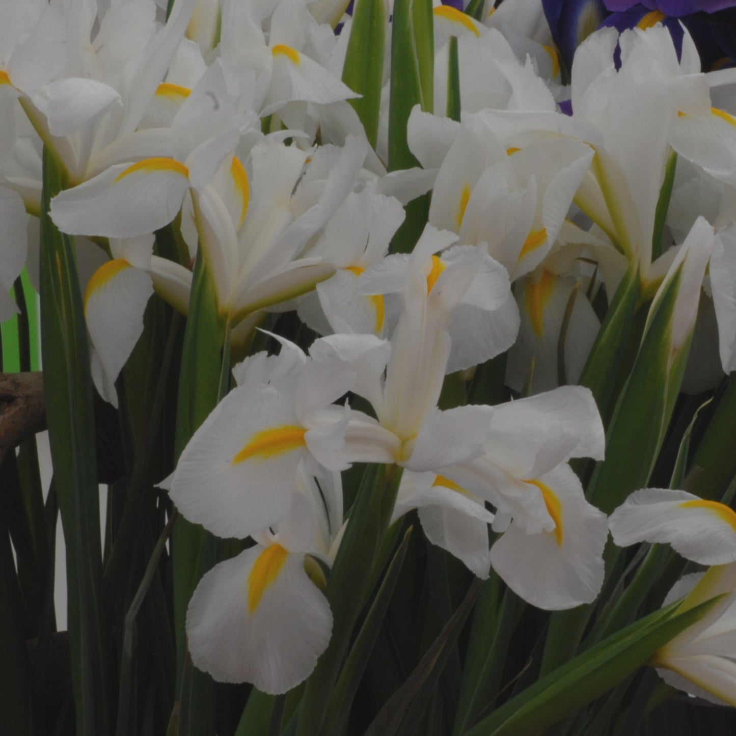 Iris White Van Vliet