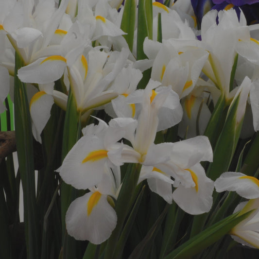 Iris White Van Vliet