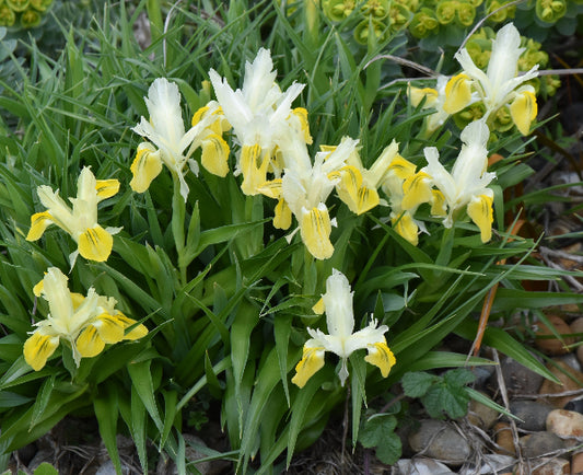 Iris bucharica AGM