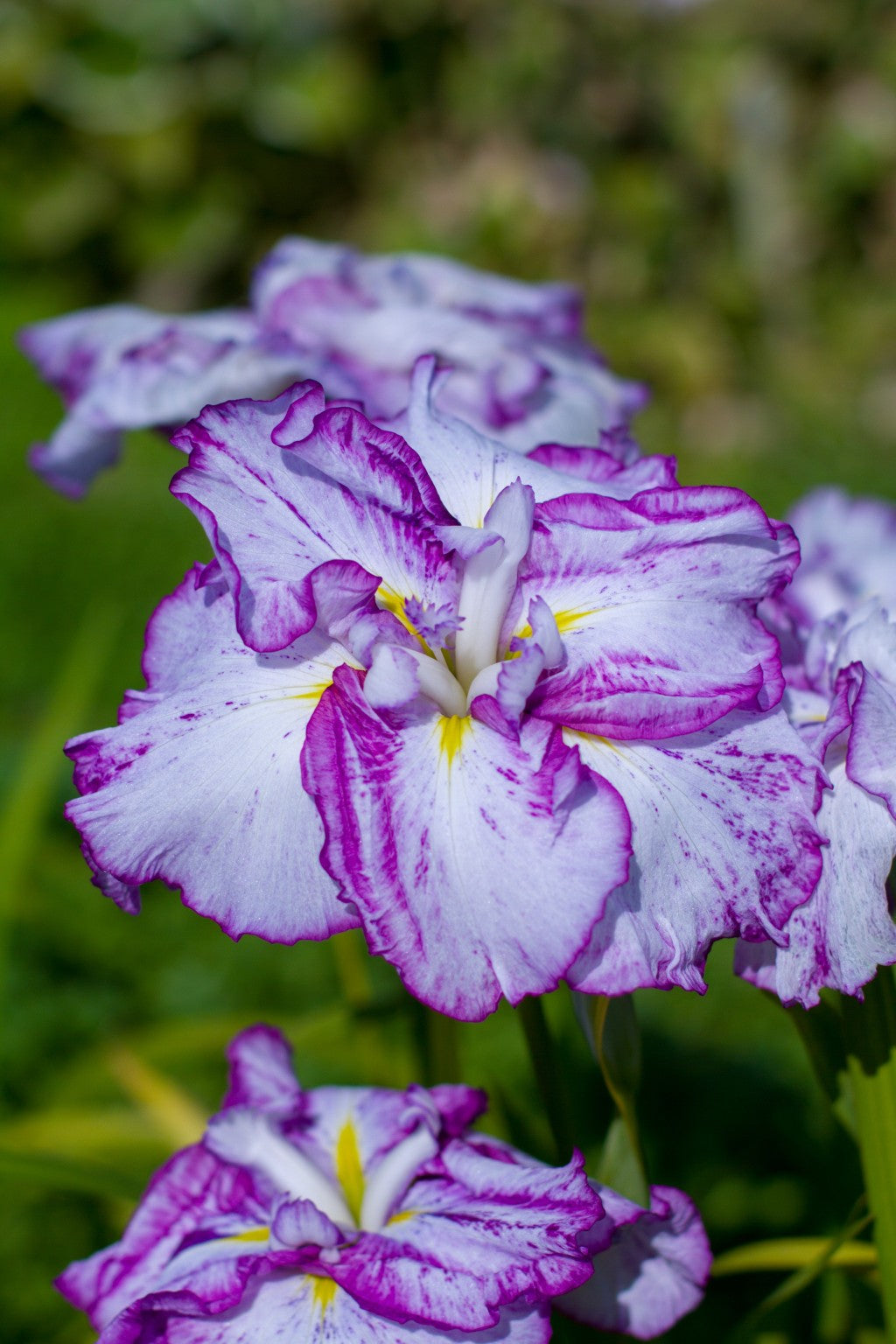 Iris Ensata 'Harlequinesque'