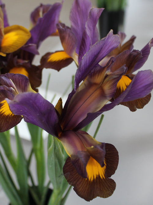 Iris Bronze Perfection