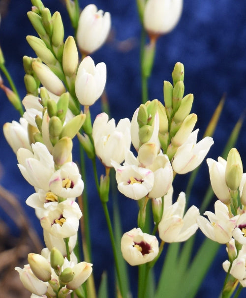 Ixia Hogarth