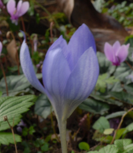 Crocus speciosus Conqueror