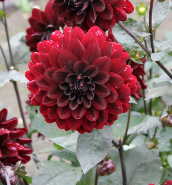 Dahlia Manoa