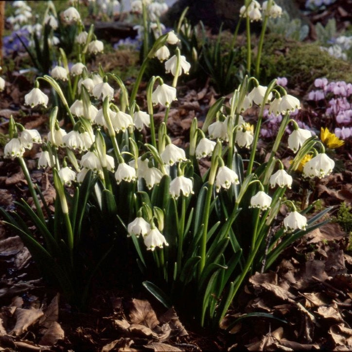 Leucojum vernum AGM
