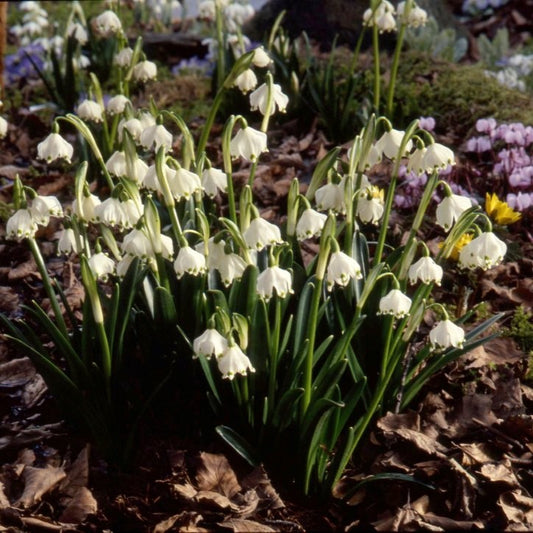 Leucojum vernum AGM