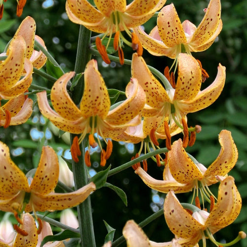 Lilium martagon 'Guinea Gold'
