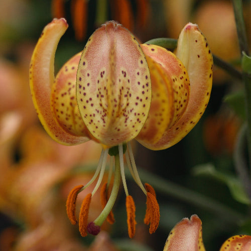 Lilium martagon 'Peppard Gold'