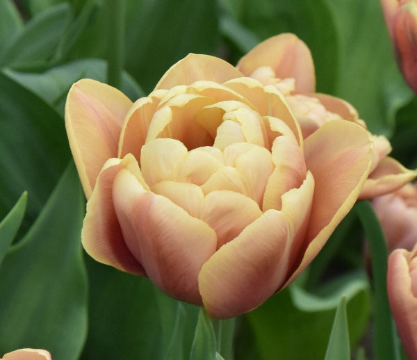 Tulip La Belle Epoque