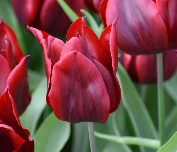 Tulip Lasting Love