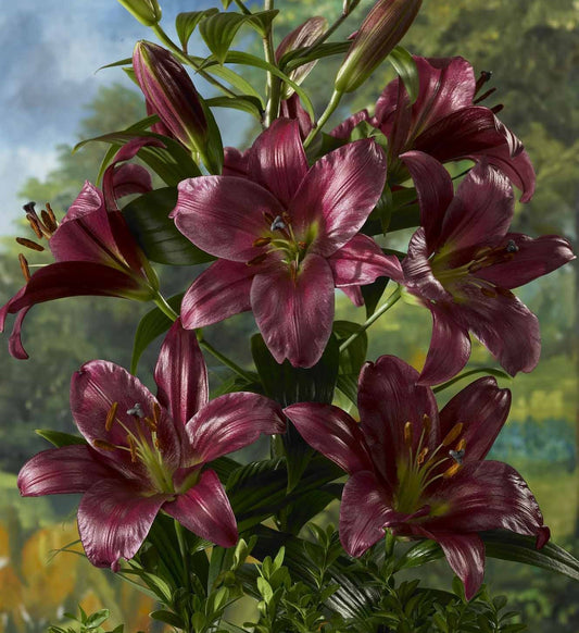 Lilium 'Purple Prince'