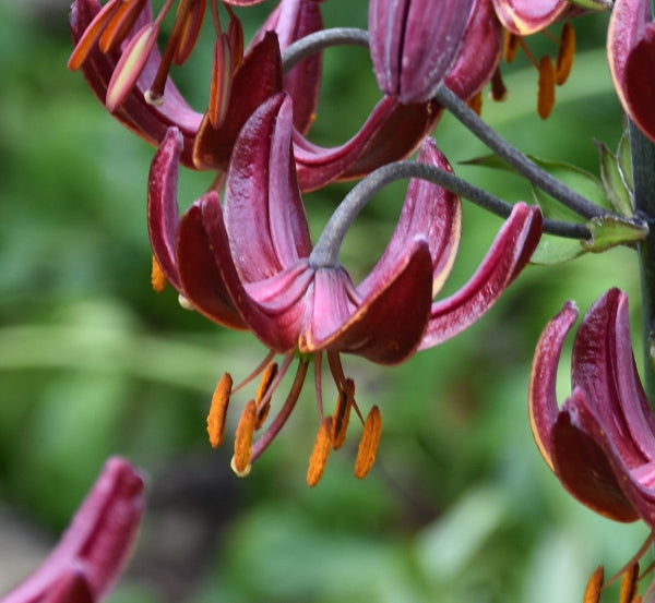Lilium martagon 'Claude Shride'
