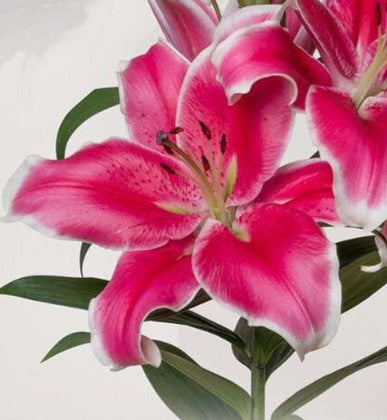 Lilium 'El Capitan'