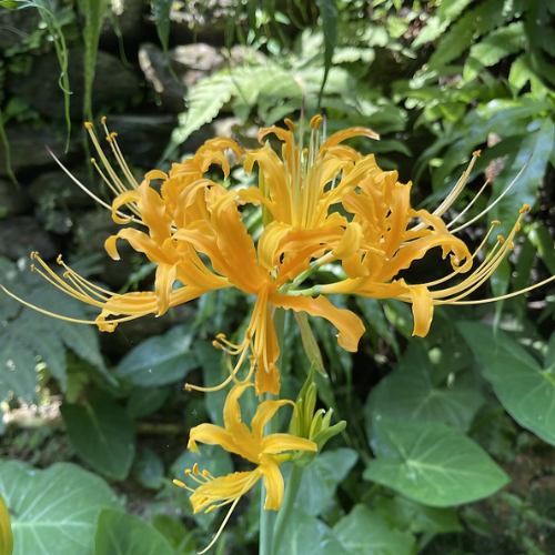 Lycoris aurea